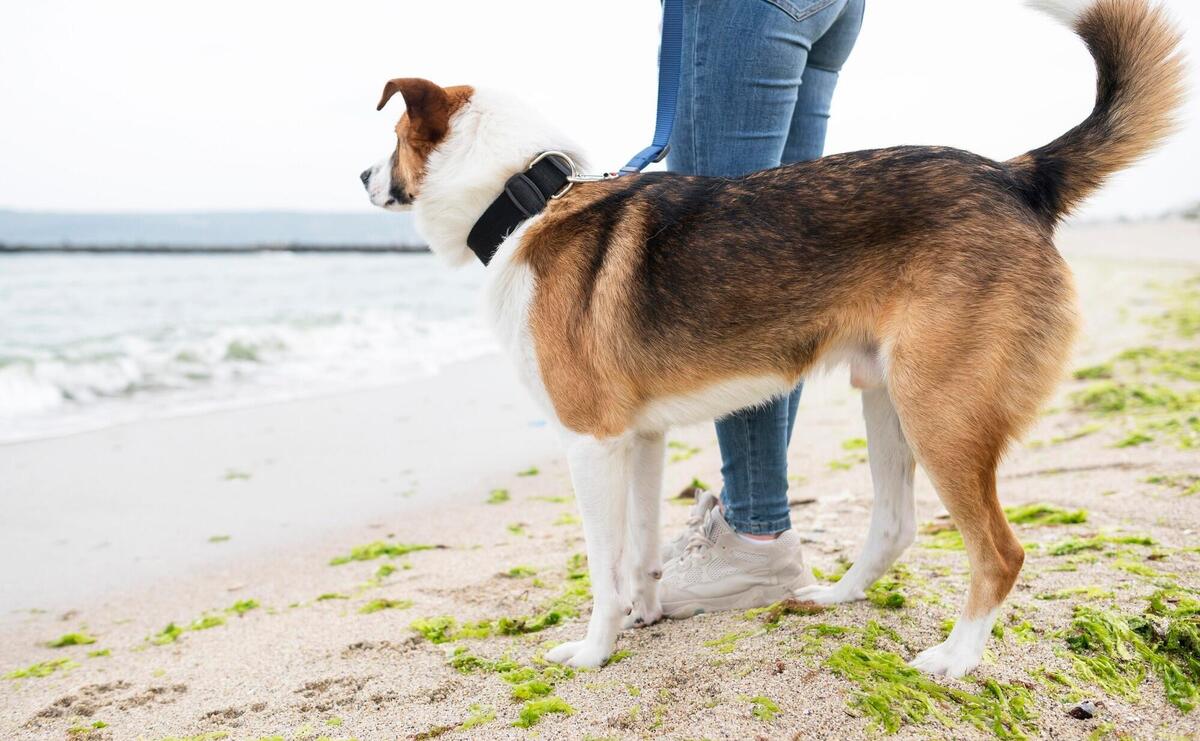 Adorable dog enjoying walk in the nature