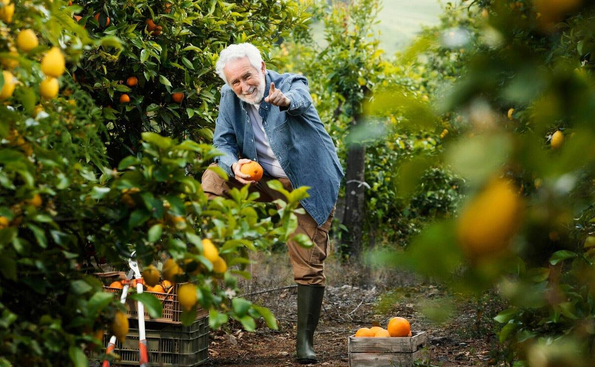 Senior man standing next to his orange trees