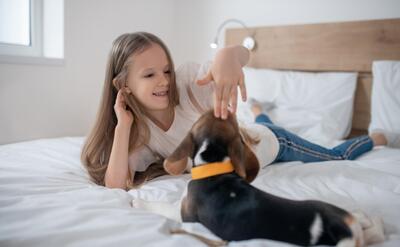 Smiling female child patting the beagle on the head