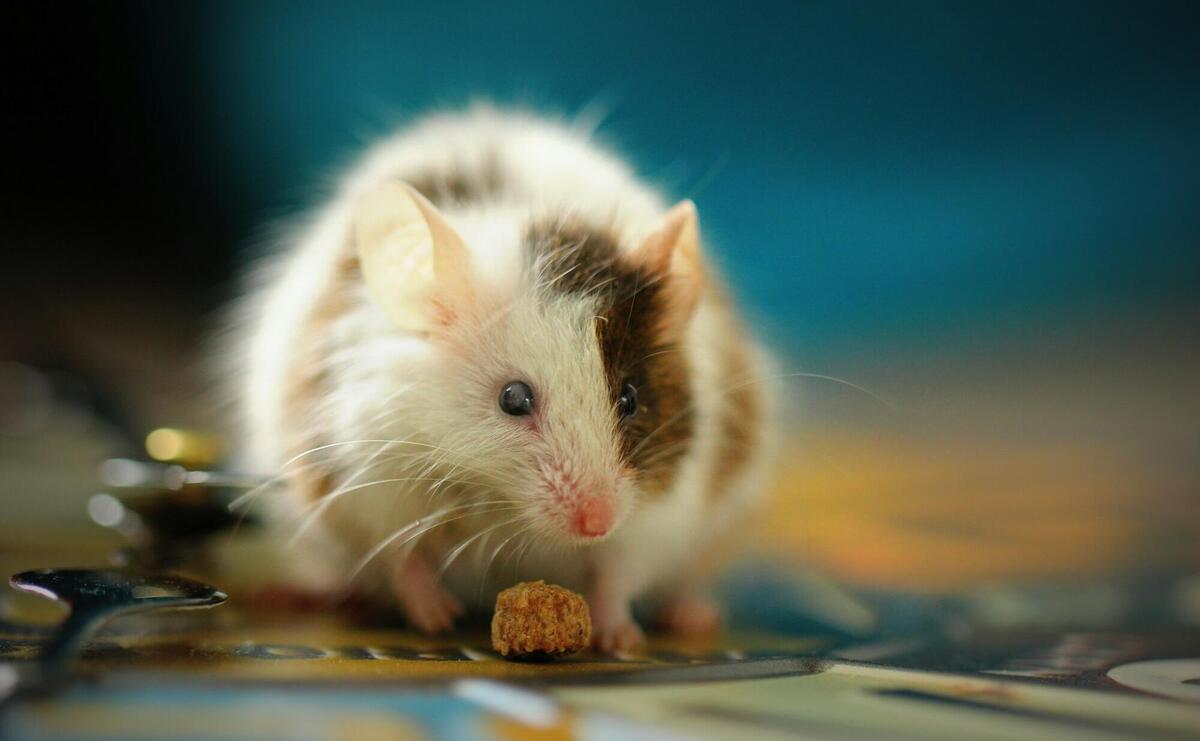 shallow focus photo of white hamster