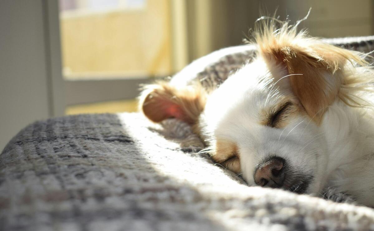 Closeup Photography of Adult Short-coated Tan and White Dog Sleeping on Gray Textile at Daytime