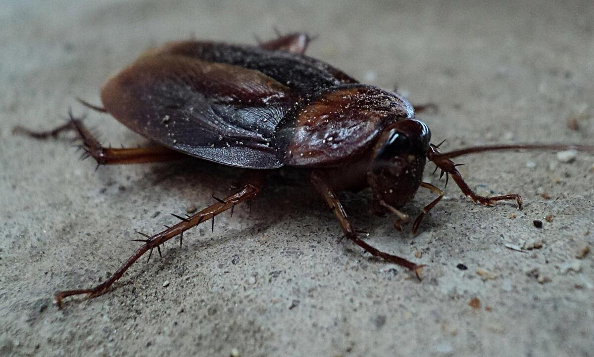 Cockroach, beetle, pest