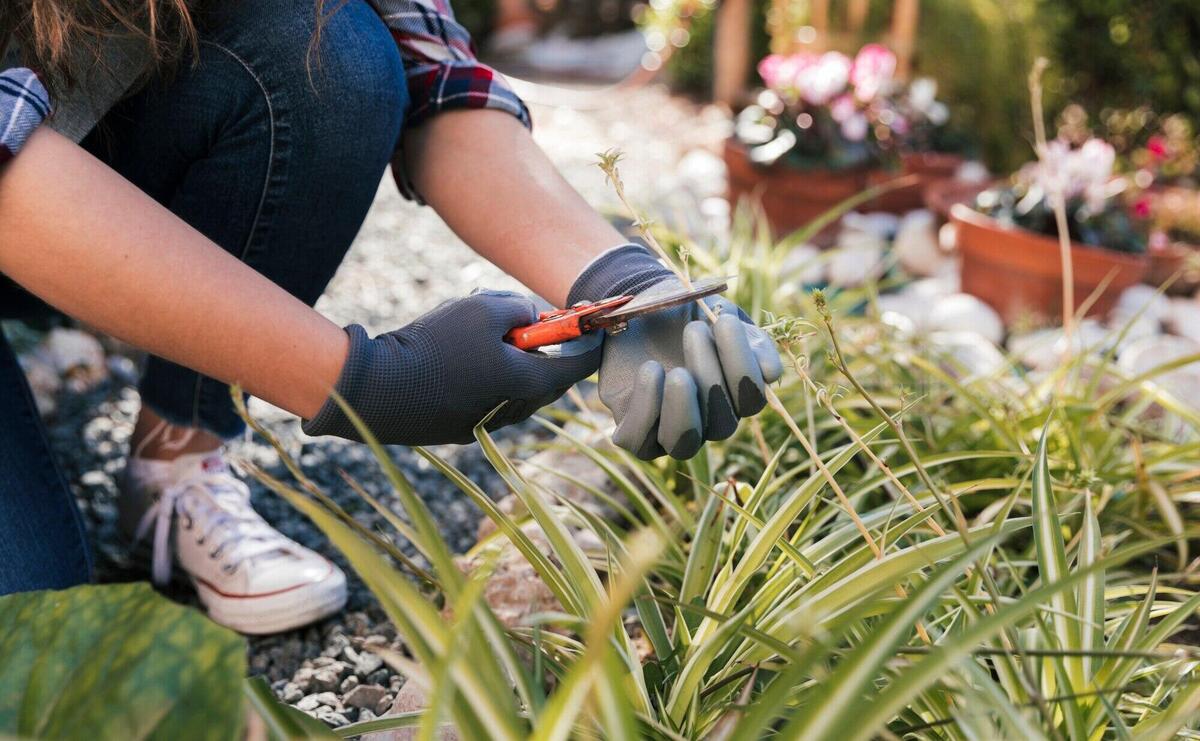 Female gardener's hand cutting the plant with secateurs