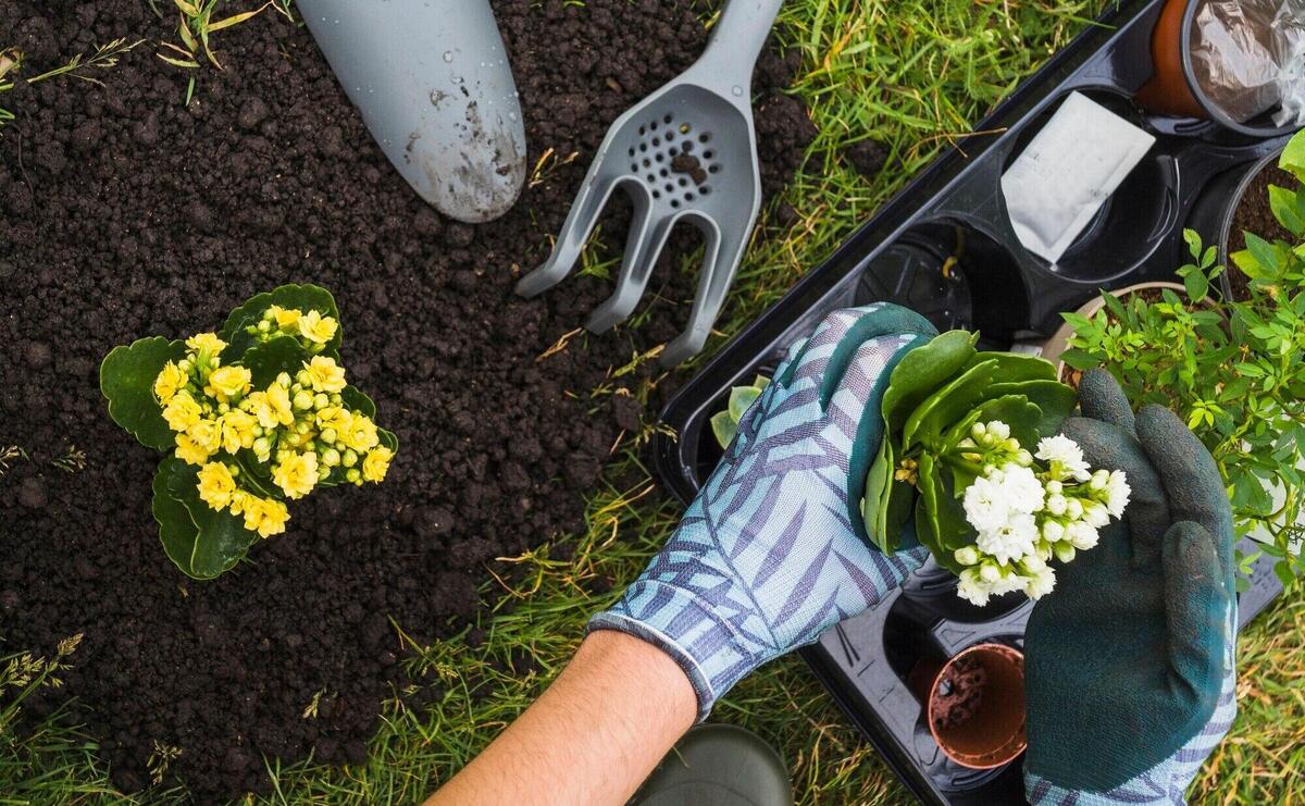 Overhead view of hand holding small fresh potted plant